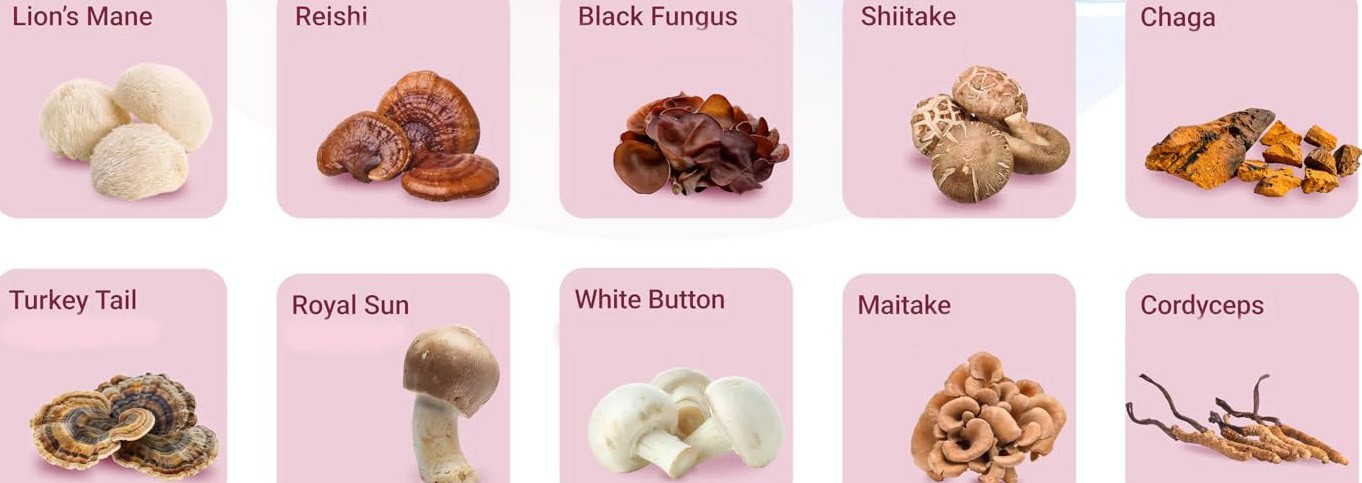 Mushroom Blend Powder Mushroom Blend Powder