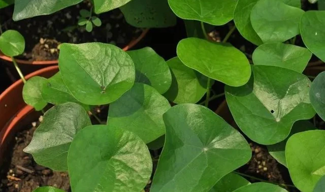 cepharanthine