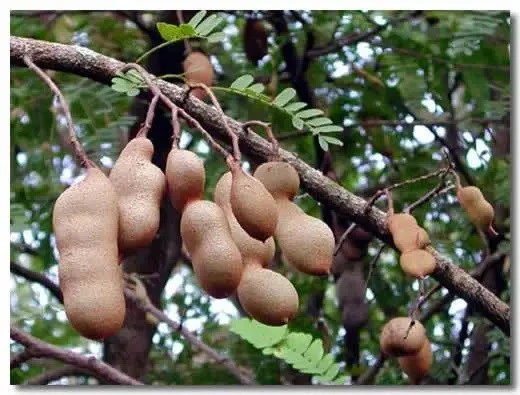 Tamarind