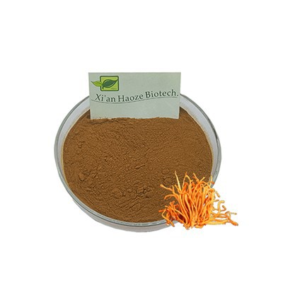 Cordyceps ekstrakta pulveris